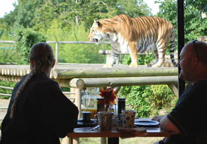 2 For 1 Breakfast With The Big Cats Special Offer