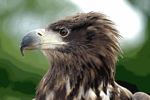 Birds Of Prey Experience In Cheshire