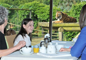 Breakfast With The Big Cats