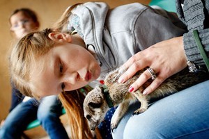 2 For 1 Meerkat Experience For Two At Hoo Farm Animal Kingdom