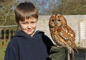 Childrens Owl Experience