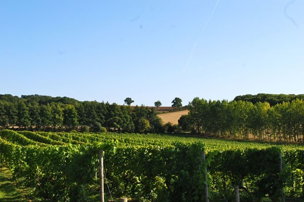 Chilford Hall Vineyard Tour And Tasting With Lunch For Two In Cambridgeshire