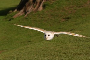 Owl Encounter In Derbyshire