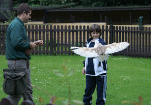 Owl Flying Experience In The West Midlands