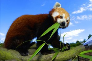 Adopt A Red Panda Including Tickets To Paradise Wildlife Park