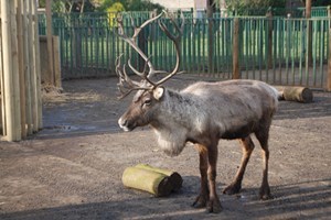 Adopt A Reindeer Including Tickets To Paradise Wildlife Park