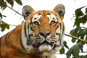 Adopt A Tiger Including Tickets To Paradise Wildlife Park
