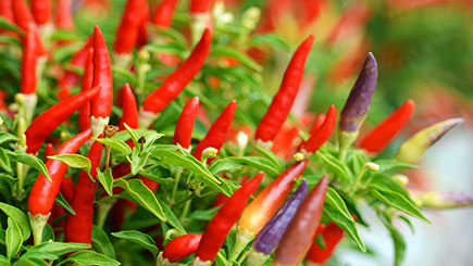 Chilli Grower Workshop For Two