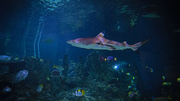 Diving With Sharks Experience At Skegness Aquarium For Two