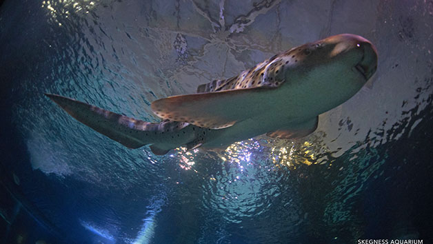 Diving With Sharks Experience At Skegness Aquarium  Special Offer