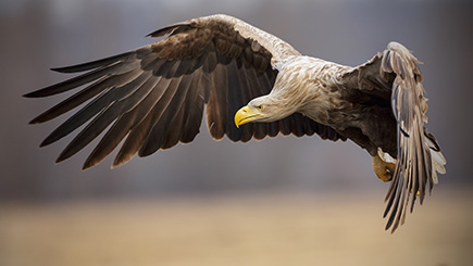 Eagle Handling Day For Two