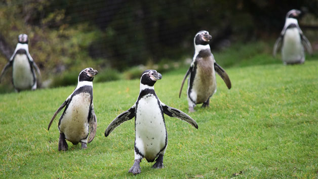 Entry To Welsh Mountain Zoo And Humboldt Penguin Encounter For Two
