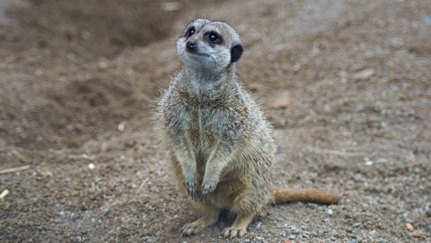 Entry To Welsh Mountain Zoo And Meerkat Experience For Two