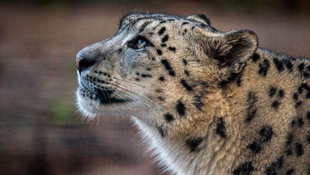 Entry To Welsh Mountain Zoo And Snow Leopard Experience For Two