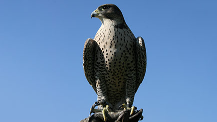 Falconry Taster In Herefordshire