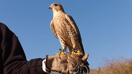Family Day Out At A Falconry Centre In Kent