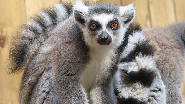 Feed The Lemurs Experience At Ventura Wildlife Park For Two