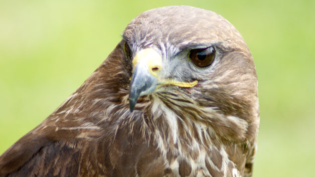 Half Day Falconry Experience For Two At Hilltop Birds Of Prey