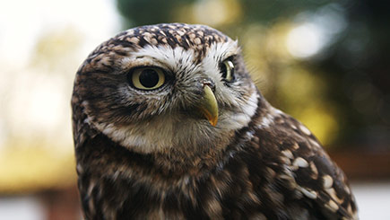 Introduction To Birds Of Prey In Herefordshire