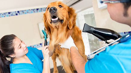 Large Dog Spa Pamper Treatment