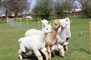Lucky Tails Alpaca Farm Entry With Alpaca Walk For Two Adults And Two Children