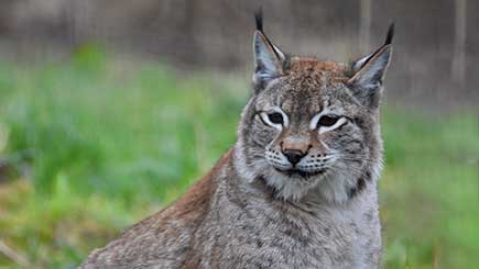 Lynx Encounter For Two In Lincolnshire