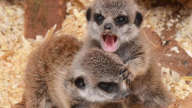 Meerkat Encounter At The Animal Experience For Two Adults And Two Children  Weekdays