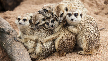 Meerkat  Ferret  And Owl Experience For Two In Cheshire