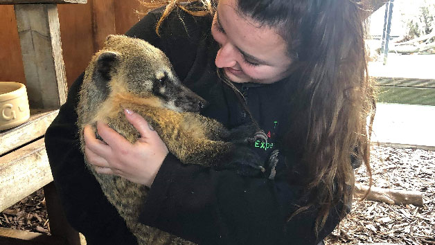 Meet A Coati At The Animal Experience For Two