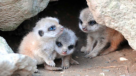 Meet The Meerkats For Two