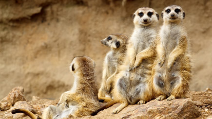 Meet The Meerkats For Two In Hertfordshire