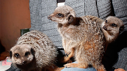 Meet The Meerkats For Two In Shropshire