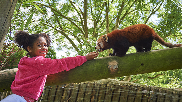 Meet The Red Pandas At Drusillas Zoo Park