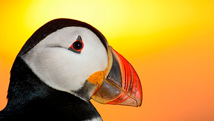 One Day Puffin Tour
