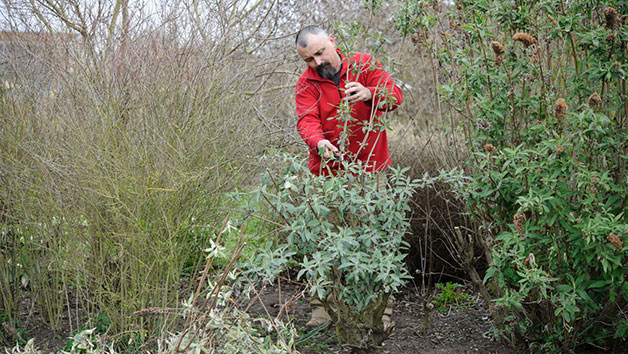 Online Essential Pruning For Gardeners Course For One In A Virtual Classroom