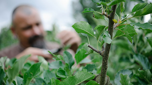 Online Essential Pruning For Gardeners Course With An Expert For One