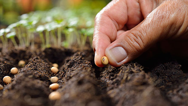 Online Peer Royal Horticultural Society Level 2 Plant Nutrition And Roots Course For One Person