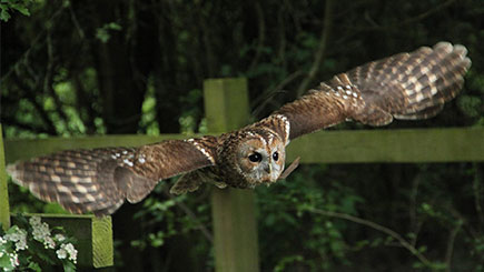Owl Encounter At Lea Valley Park Farms