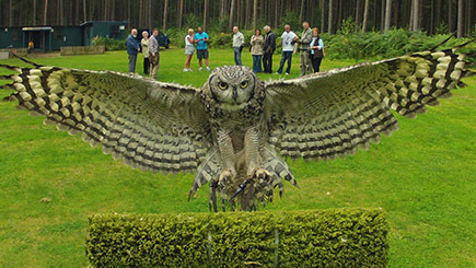 Owl Encounter In Derbyshire With Bb Falconry