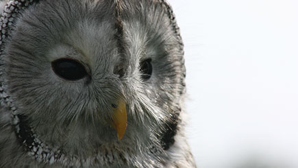 Owl Encounter  Oxfordshire