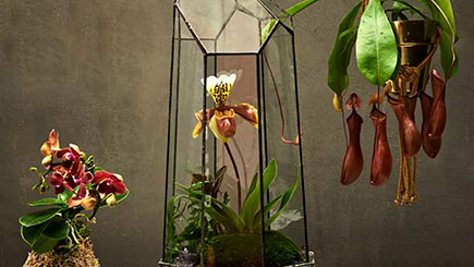 A Tropical Terrarium With Tool Making Masterclass For Two In East London