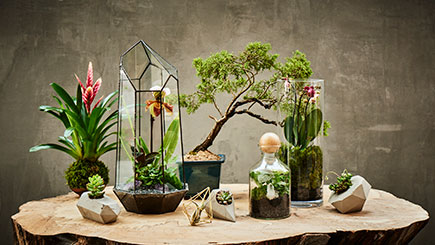 A Tropical Terrarium With Tool Making Masterclass In East London