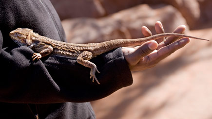 Private Reptile Handling Experience In Hertfordshire