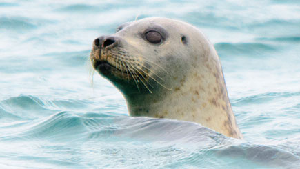 Seal Watching For Two In Oban  Scotland