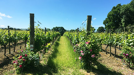 Sussex Vineyard And Cheese Coach Tour With Lunch And Wine Tasting For Two