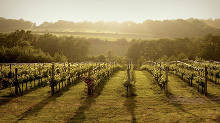 Sussex Vineyard Coach Tour With LunchandWine Tasting For Two