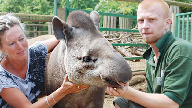 Tickle A Tapir Experience At Paradise Wildlife Park For Two