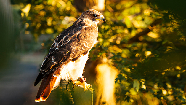 Two Hour Falconry For Two At Coda Falconry