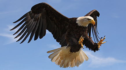 Ultimate Half Day Eagle Experience In Bedfordshire