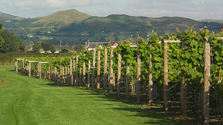 Vineyard Tour And Wine Tasting For Two At Kerry Vale Vineyard  Shropshire